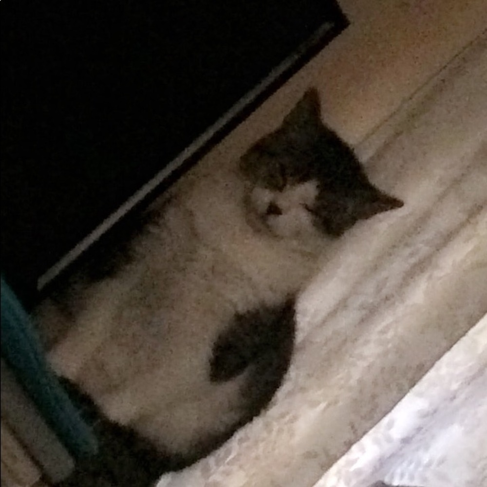 Meet your Posher, Tora